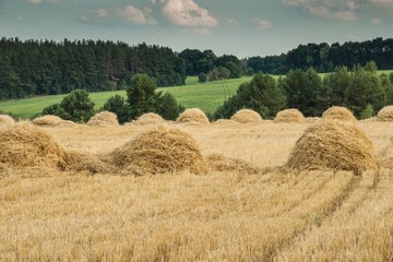 Fototapeta premium Поле пшеницы после сбора урожая
