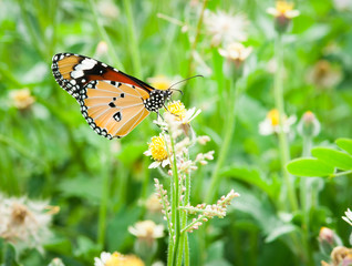 Butterfly on a yellow flower