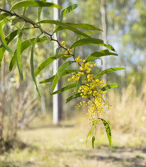 Sunlit Australian Zig-zag Wattle Flower Acacia macradenia
