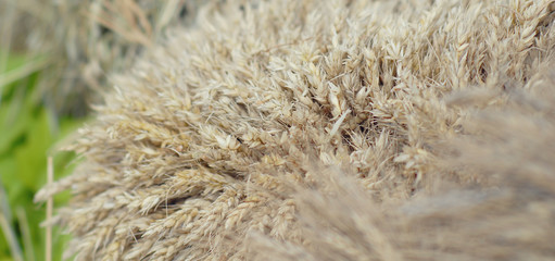 The harvest of cereals. Gathered sheaves