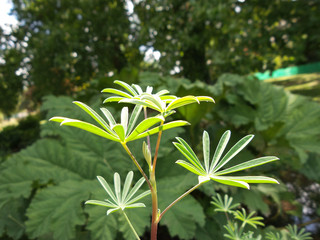 Green stars and the sunny light