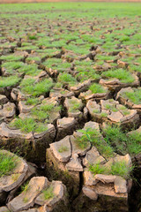 Cracked soil and grasses