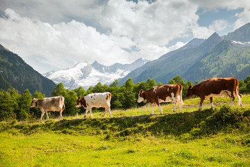 Fototapeta na wymiar Cows in Alps