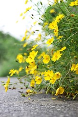 yellow cosmos