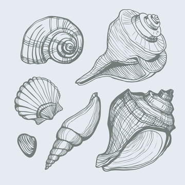 Vector set with hand drawn sea shell isolated. Vector illustration