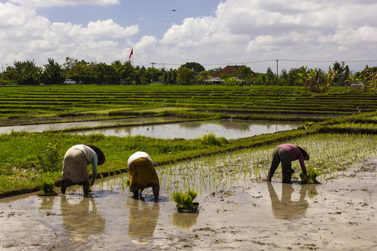 Abeit an den Reisterassen auf Bali 1