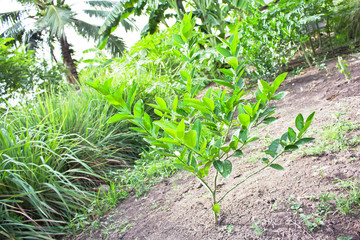 farming