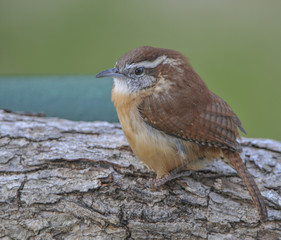 CAROLINA WREN
