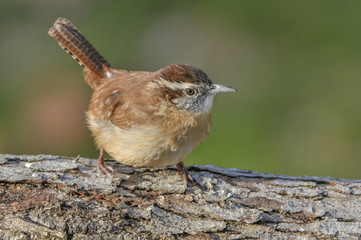 CAROLINA WREN