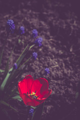 Obraz premium Red Tulip in the Garden Retro