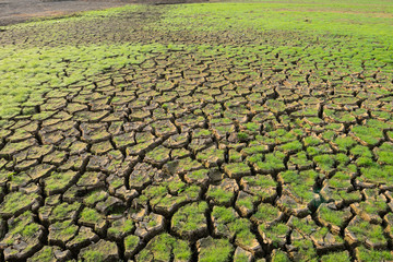 Cracked soil and grasses