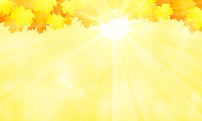 Autumn background.Yellow maple leaves and the sun.