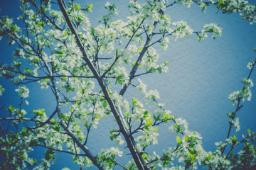 Fototapeta premium Retro Spring Blooming Trees