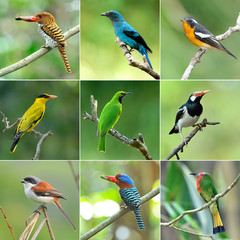 collection of birds