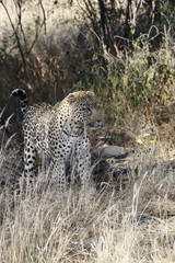 leopard in the bush