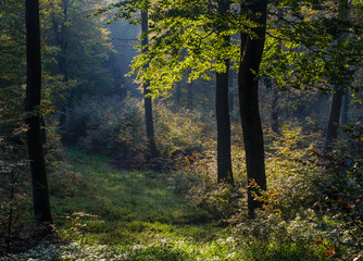 Backwoods landscape, trees, shining through leaves