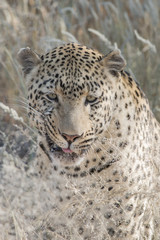Fototapeta na wymiar leopard portrait