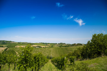 Fototapeta na wymiar Agricultural cultivated fields in Italy