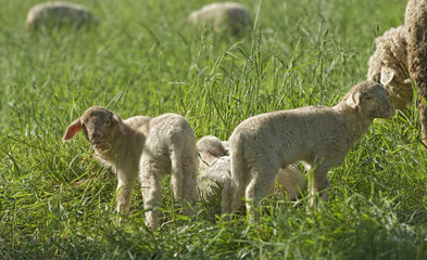 Obraz premium Schafe mit Lamm