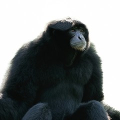 Siamang
