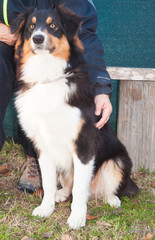 Ritratto di un pastore australiano tricolore con la proprietaria