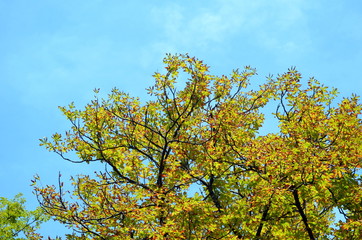 Fototapeta premium Kranke Kastanie