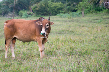 Fototapeta na wymiar bull meadow