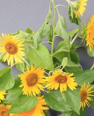 Sonnenblumen