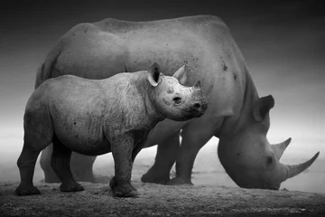 Papier Peint photo Lavable Rhinocéros Veau et vache de rhinocéros noir