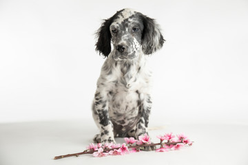 Ritratto di un cucciolo di cane setter inglese con un ramoscello di fiori di ciliegio