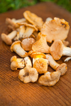 Chanterelle edible mushroom