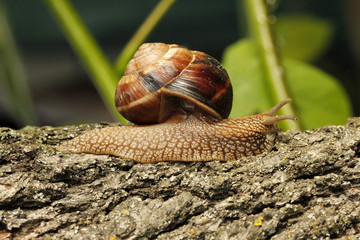Snail