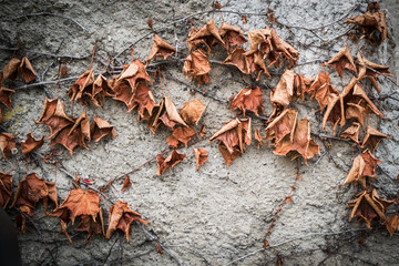 wall background with leaf