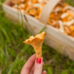 Chanterelle Wild Mushrooms in basket