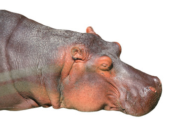 portrait of a brown hippopotamus