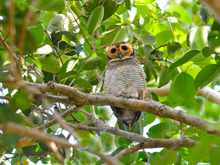 Bird (Spotted Wood Owl),Thailand