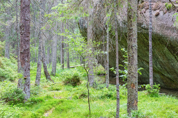 Fototapeta premium Big rocks in the forest