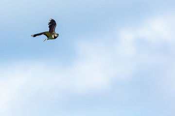 Northern Lapwing flying in the sky