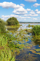 Fototapeta na wymiar View of a bay in the lake with yellow water lilies