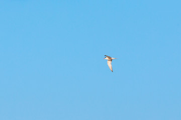 Common Tern flying in the sky