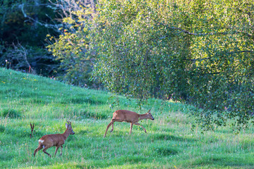 Two Deers in rut chasing each other in the field