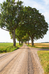 Fototapeta na wymiar Country road with a tree avenue