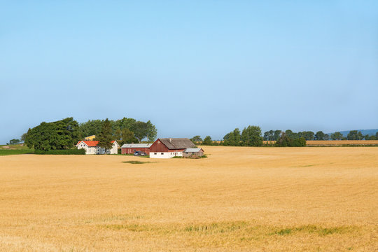 Farm in the cornfield in rural scenery