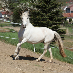Amazing white andalusian mare