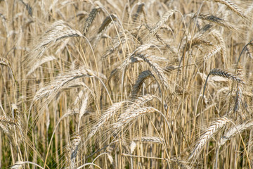 Wheat field and blue sky