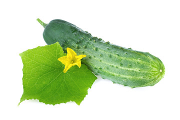 cucumber organic leaf flower