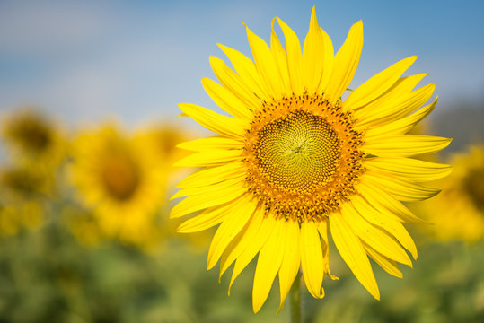 Sun flower, background is the sun flower garden