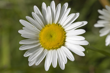 Fototapeta premium Shasta Daisy