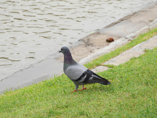 A pigeon at the park