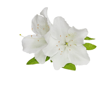 Rhododendron obtusum Flower